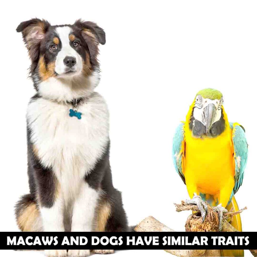 Remarkable Traits of Macaws