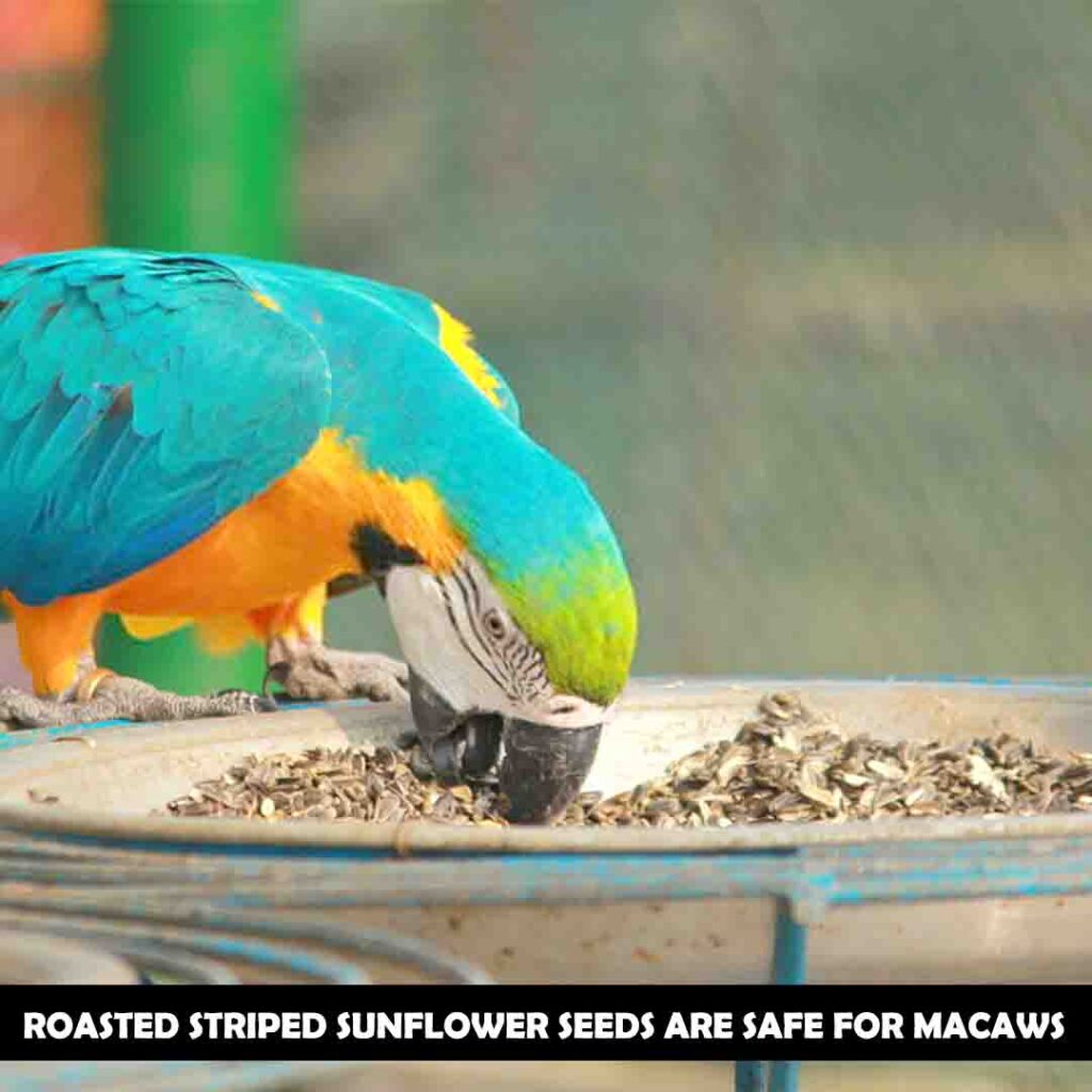 Roasted striped sunflower seeds for macaws