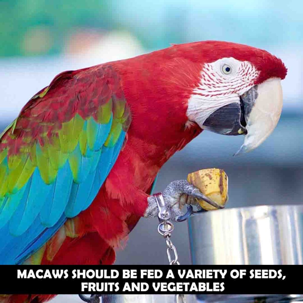 Seeds, fruits and vegetables for macaws