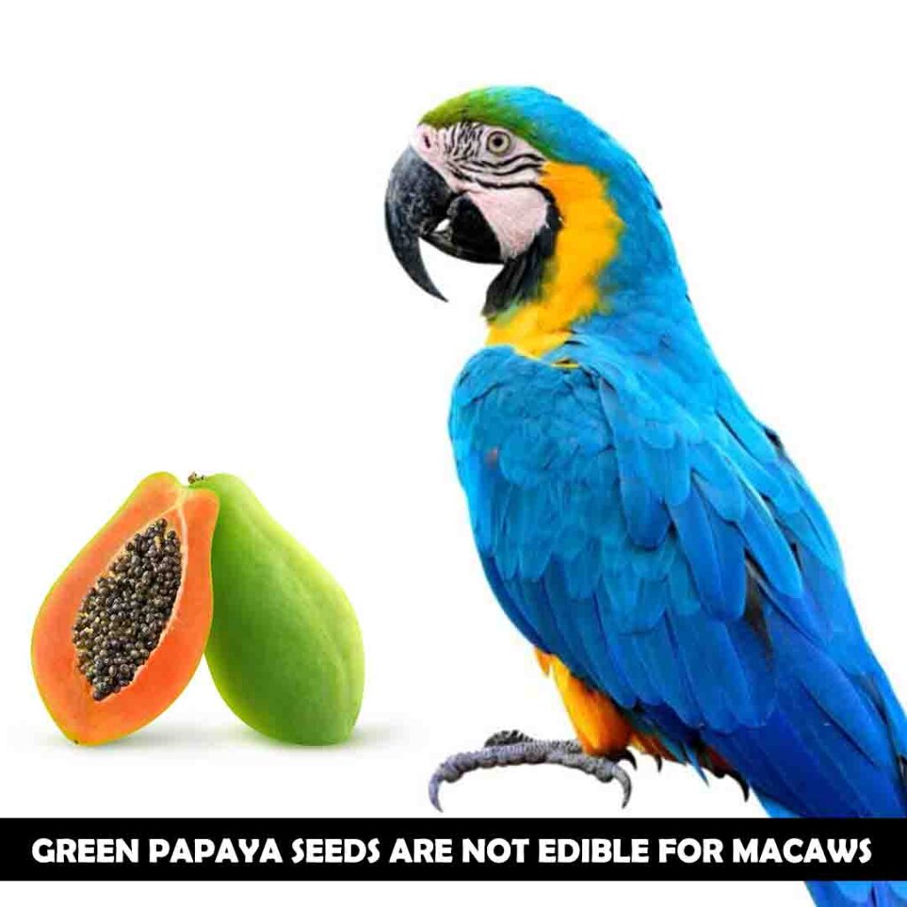 Seeds of green papaya for macaws