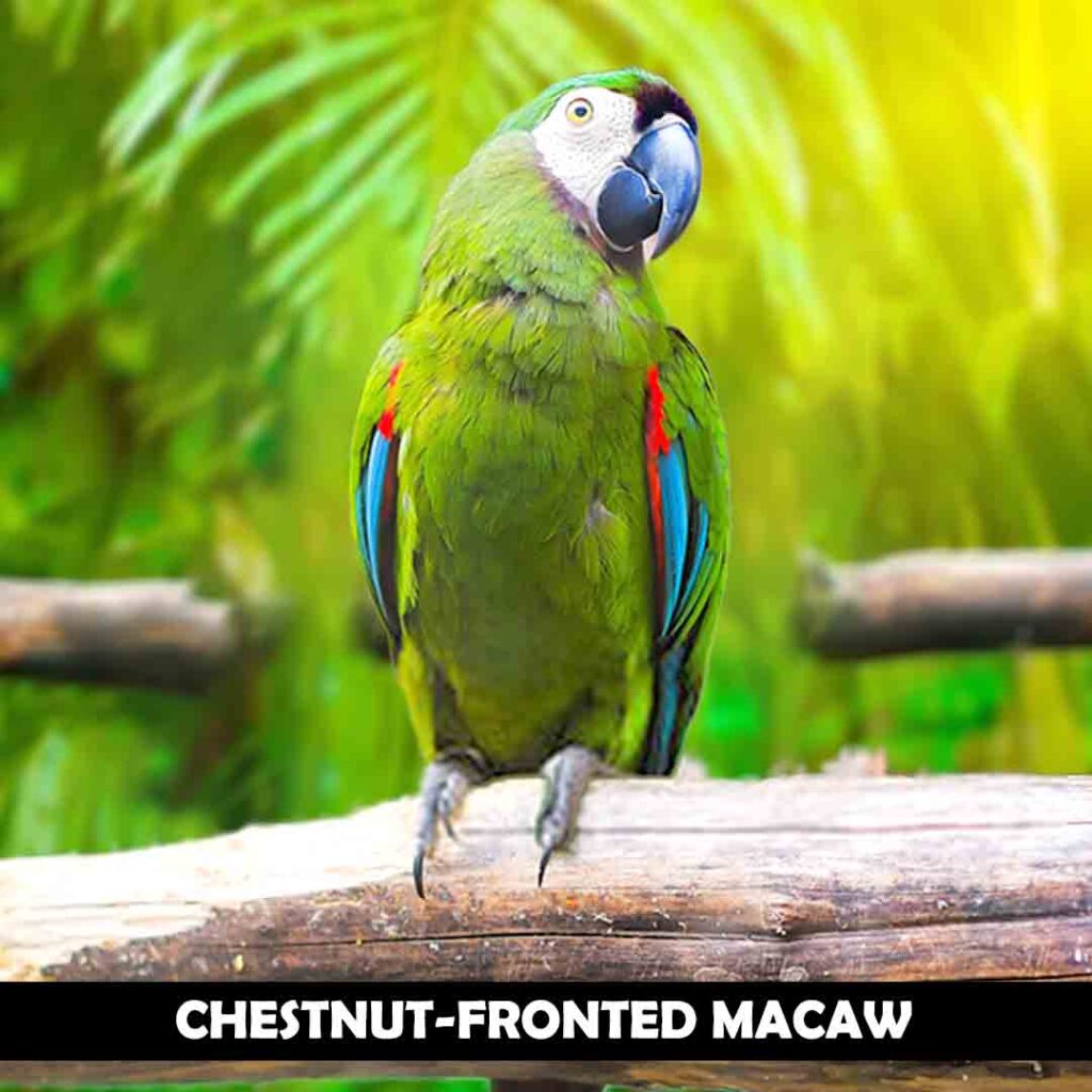How much does a macaw weigh? | Weight of All Species given