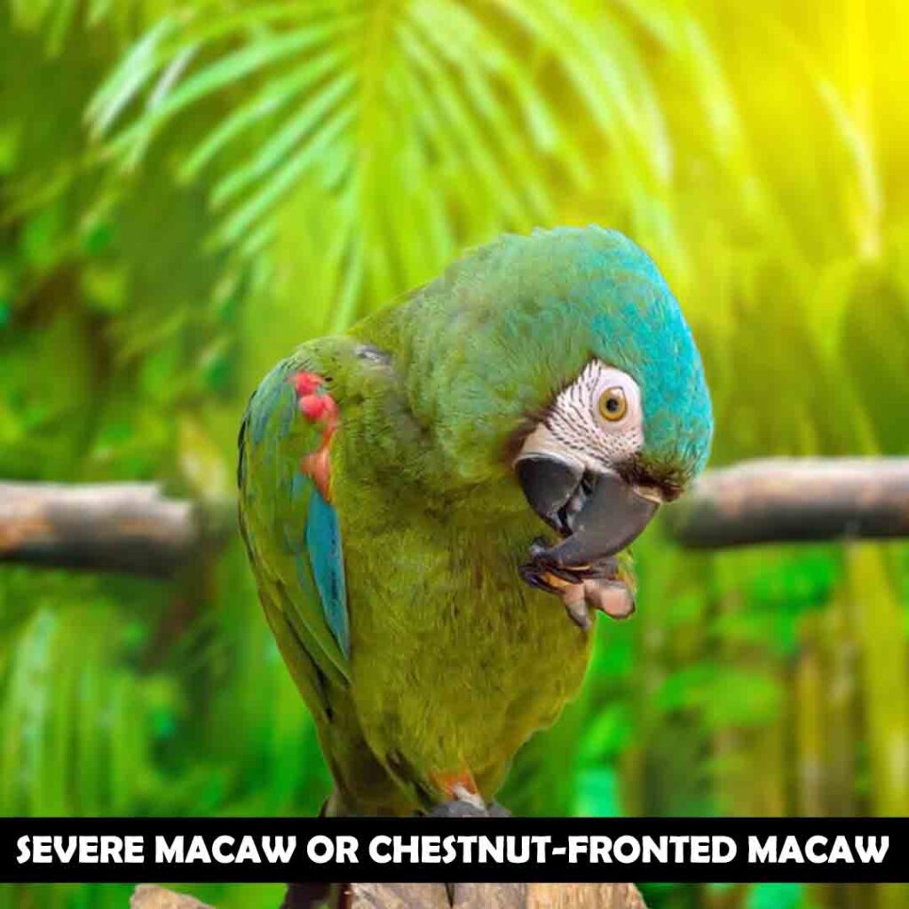 Severe macaw or Chestnut-fronted macaw