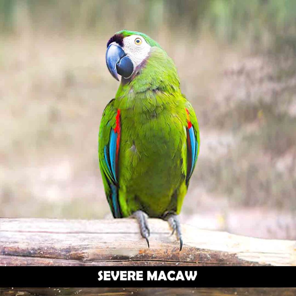 Severe macaws