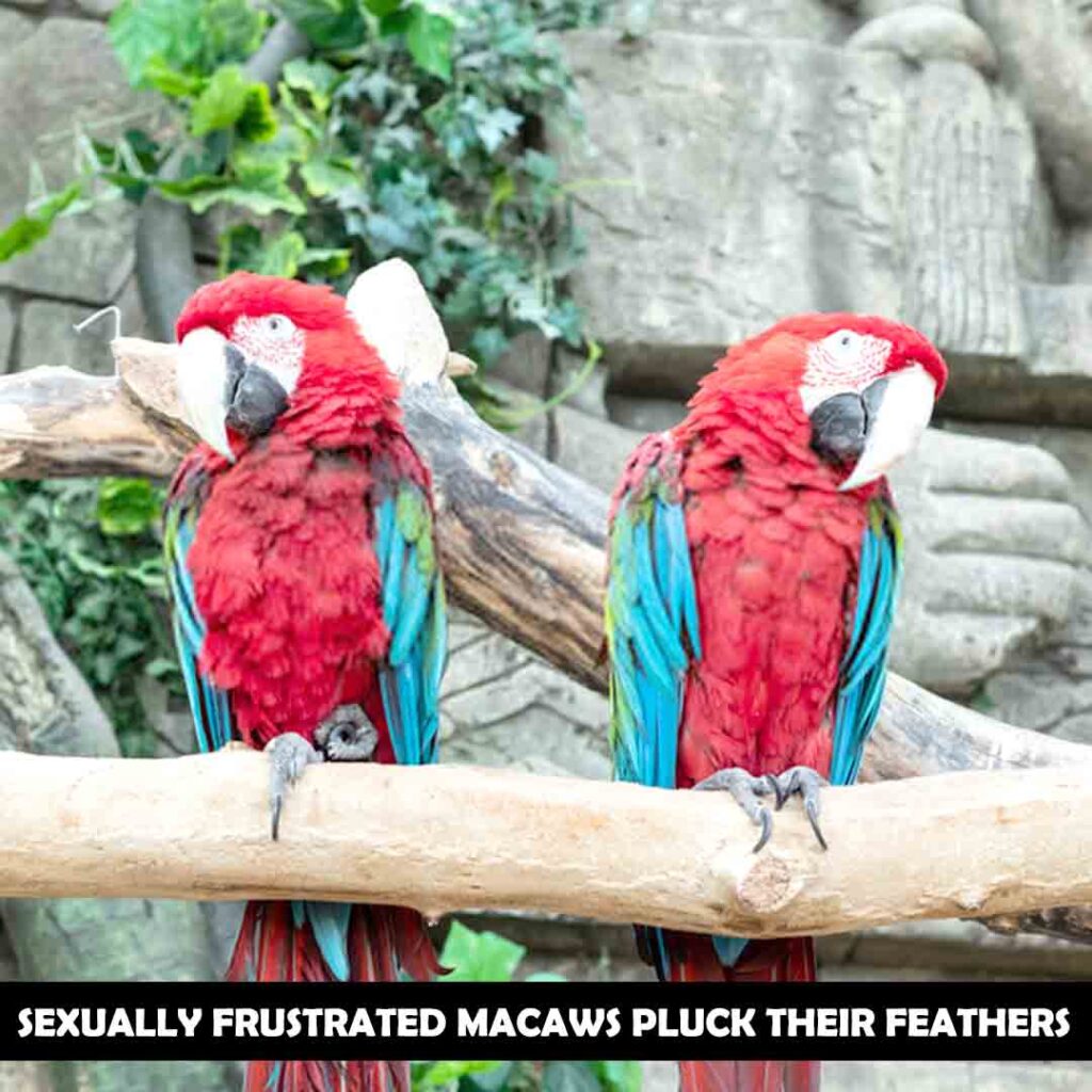 Sexual frustration of macaw
