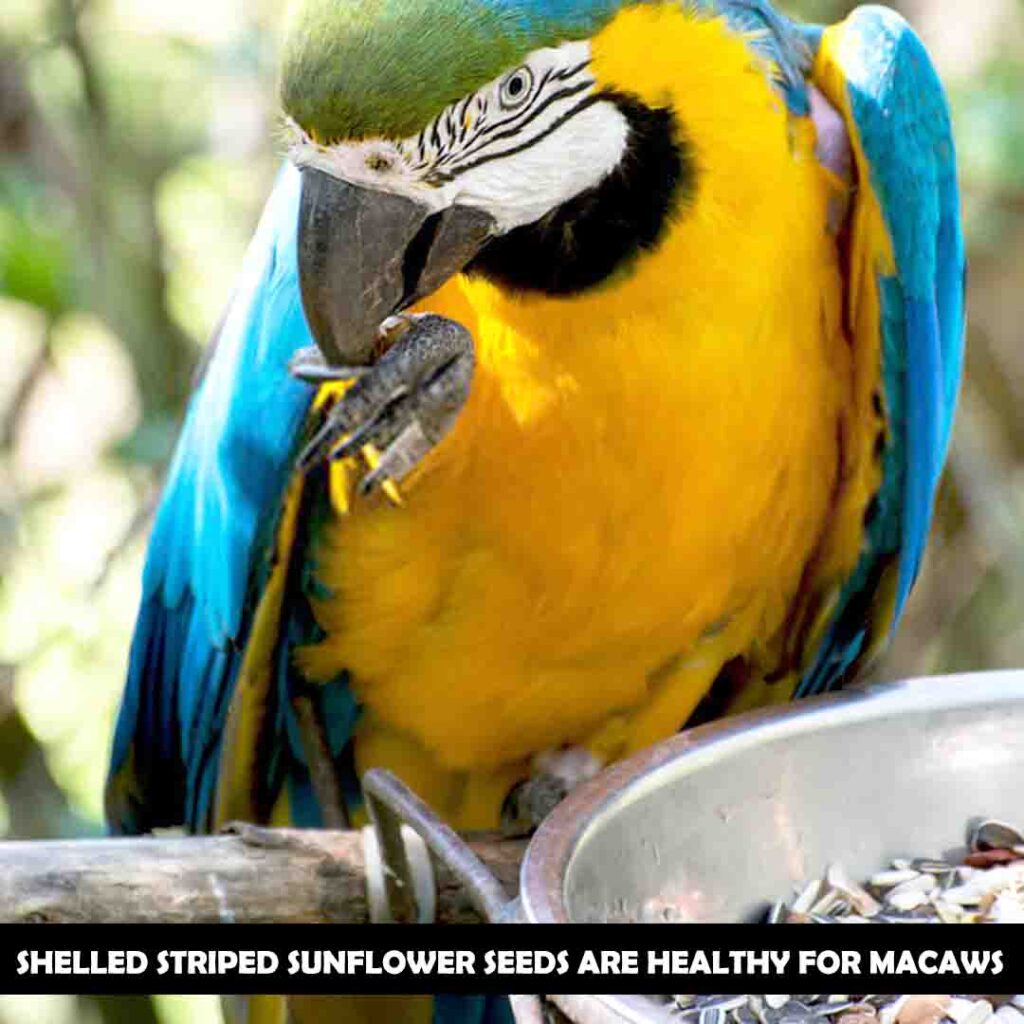 Shelled striped sunflower seeds for macaws