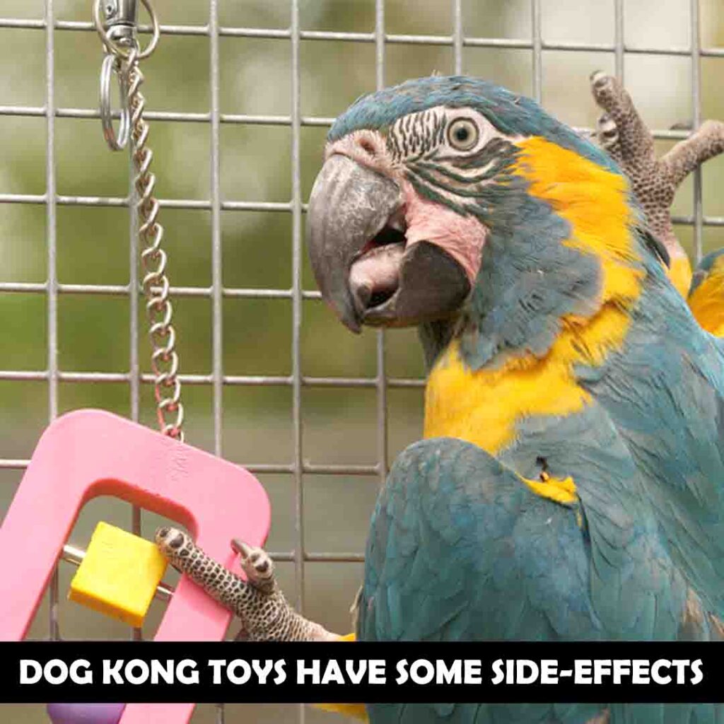 Side Effects of Dog Kong Toys for macaws