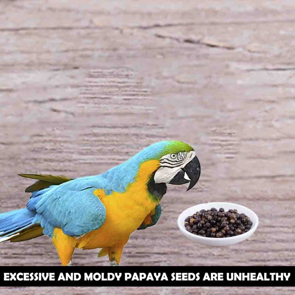 Side effects of eating papaya seeds for macaws
