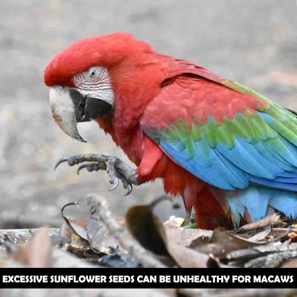 Side effects of sunflower seeds for macaws