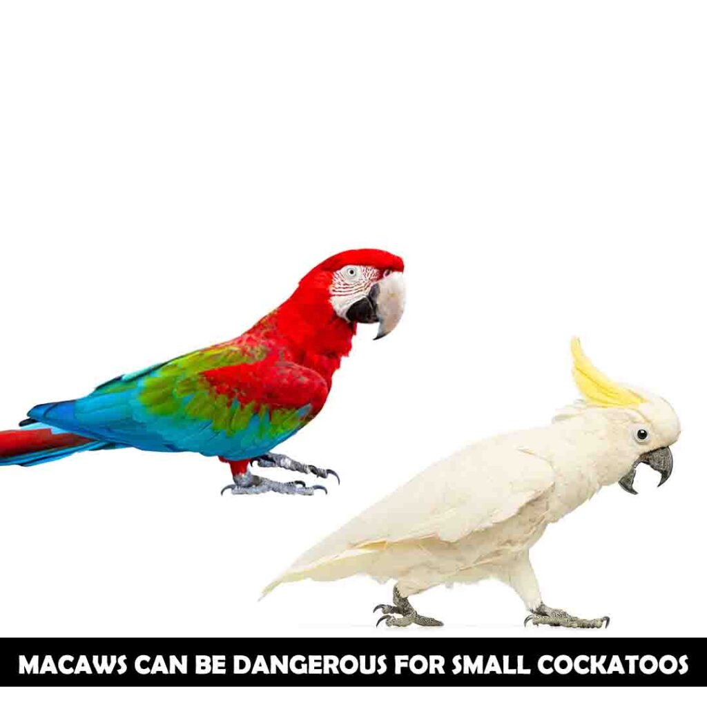 Size of macaw and cockatoo