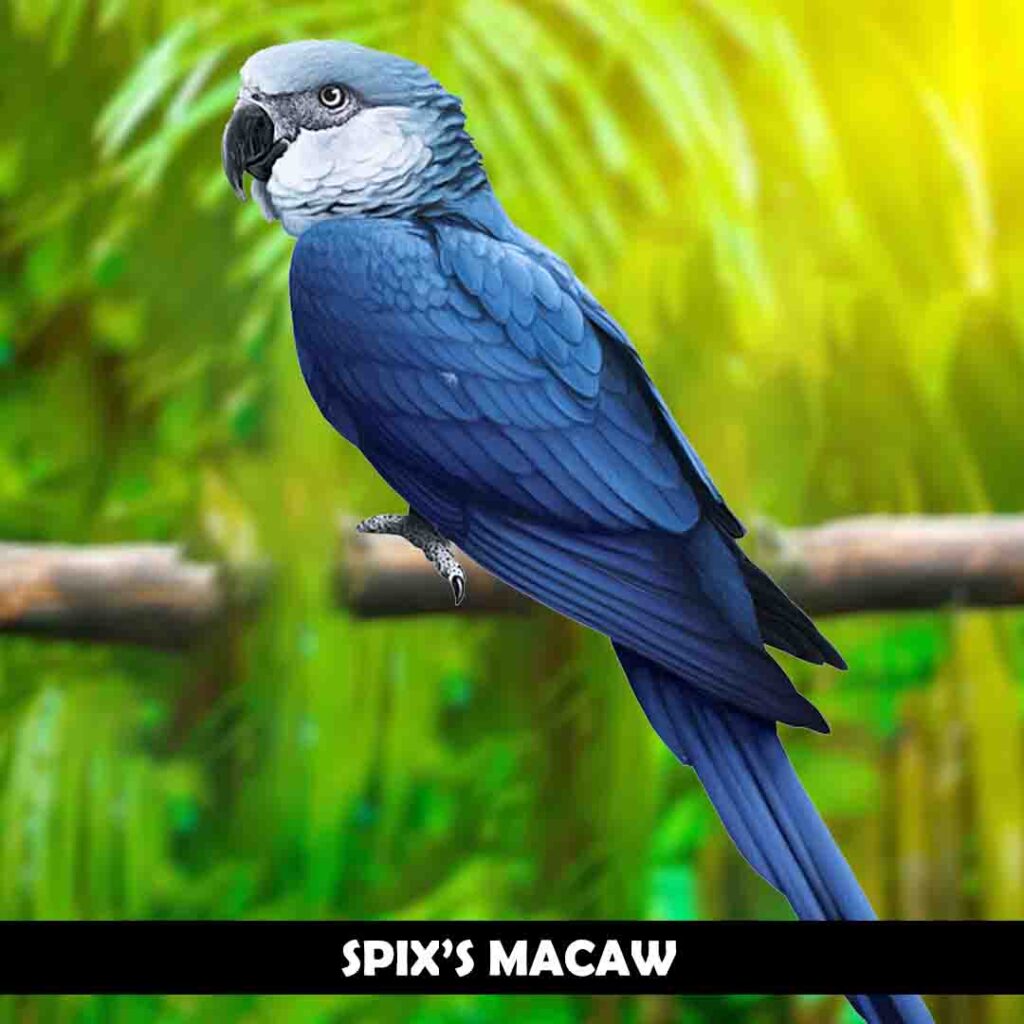Spix’s macaw