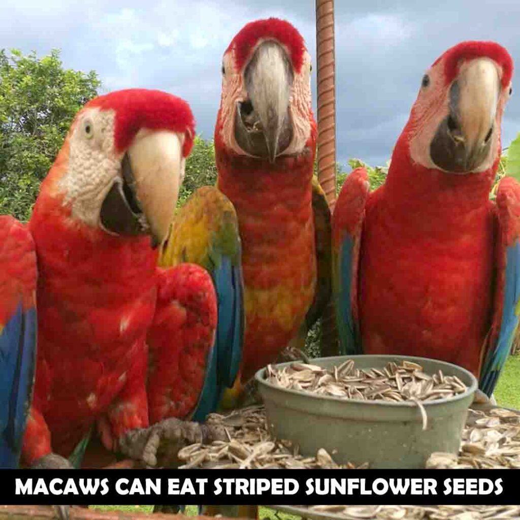 Striped sunflower seeds are safe for macaws