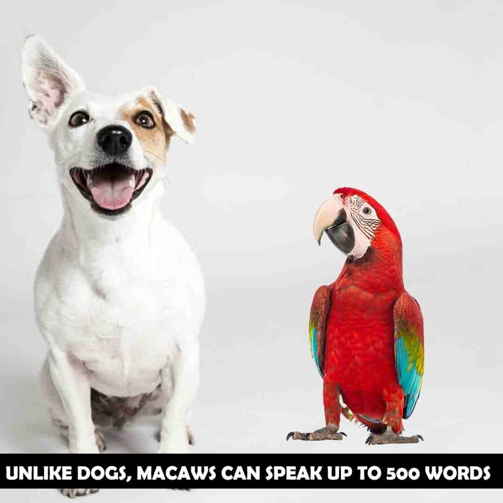Strong memory of dogs & macaws
