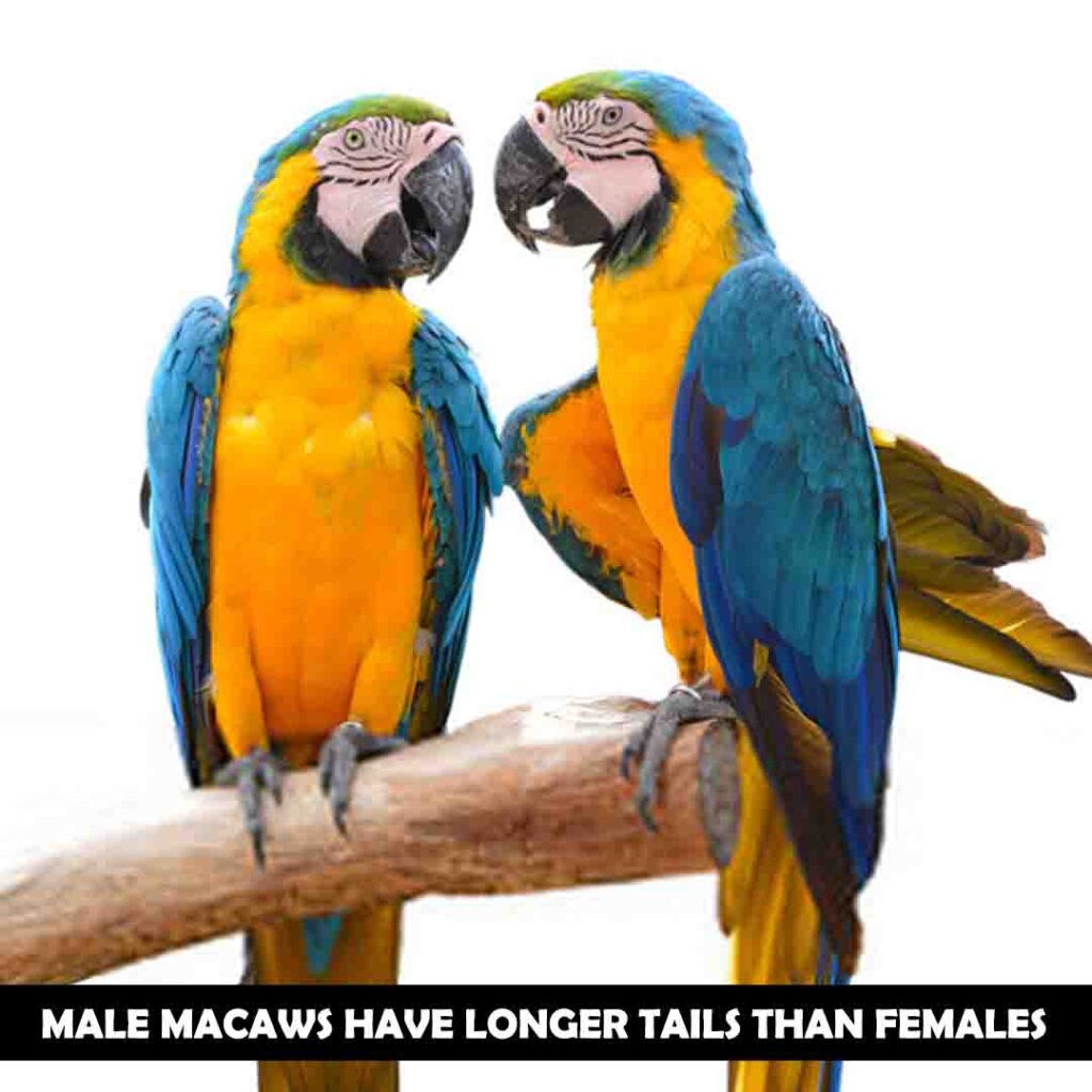 Tail feathers are long in macaws