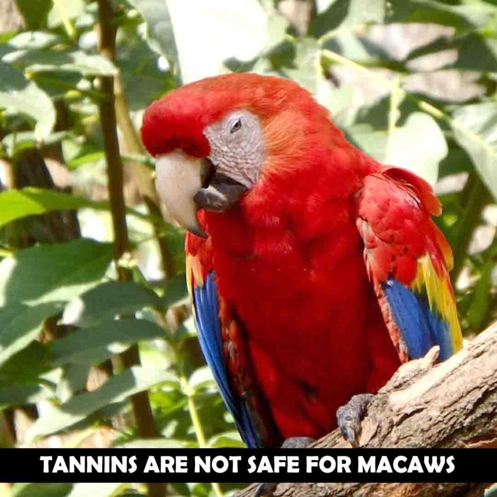 Tannins are not safe for macaws