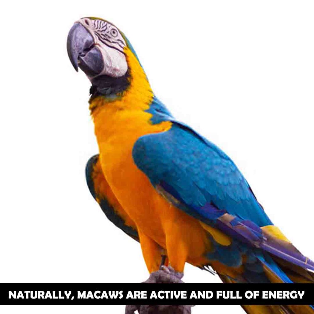 The Natural Behavior Of Macaws