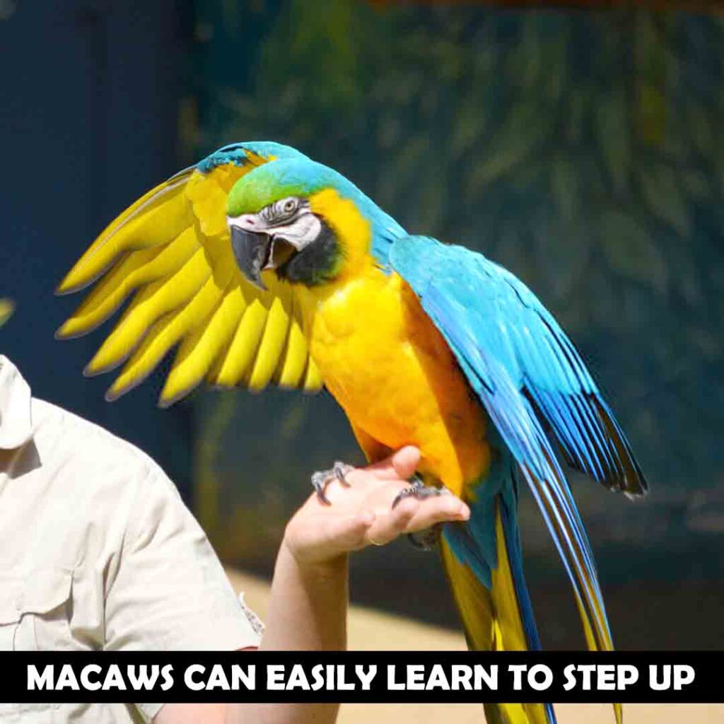 Train A Macaw To Step Up