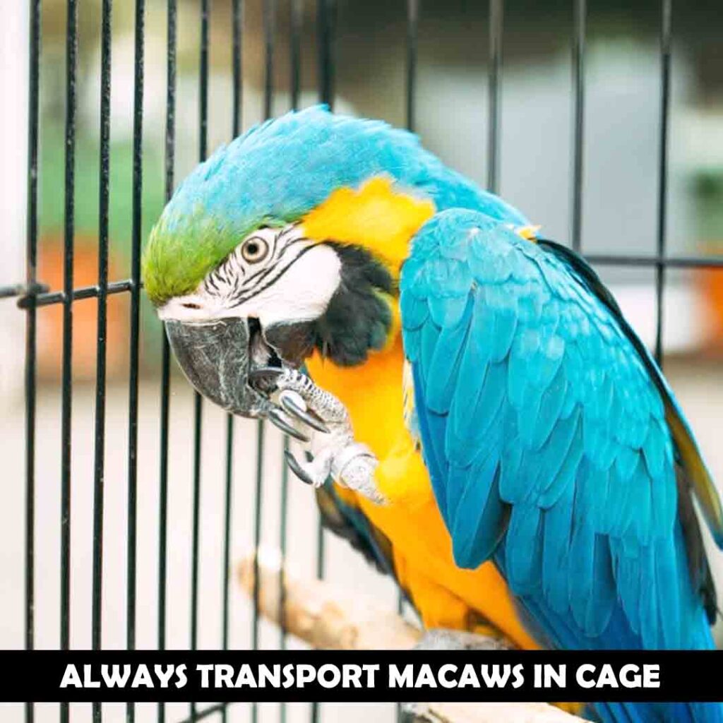 Transport cage