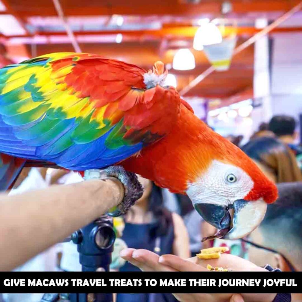 Transportation Of Macaw