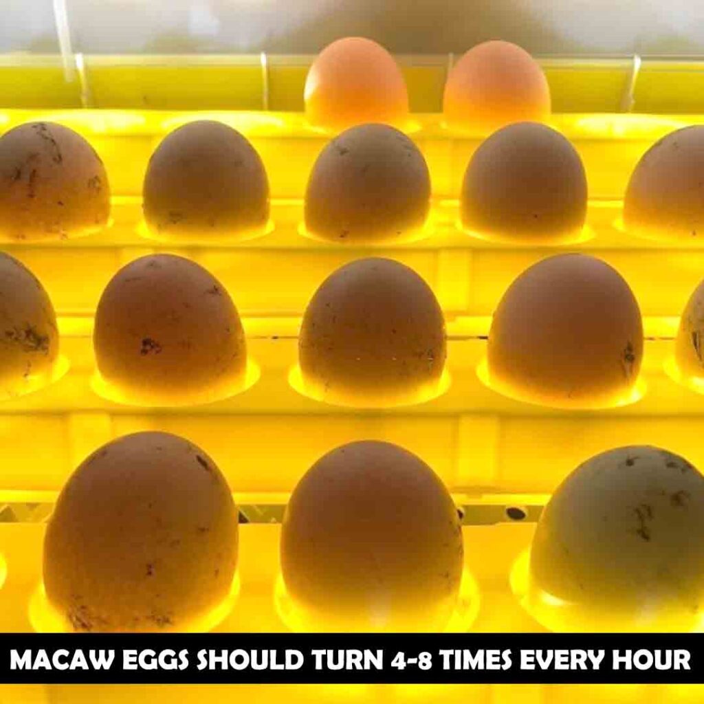 Инкубационное яйцо