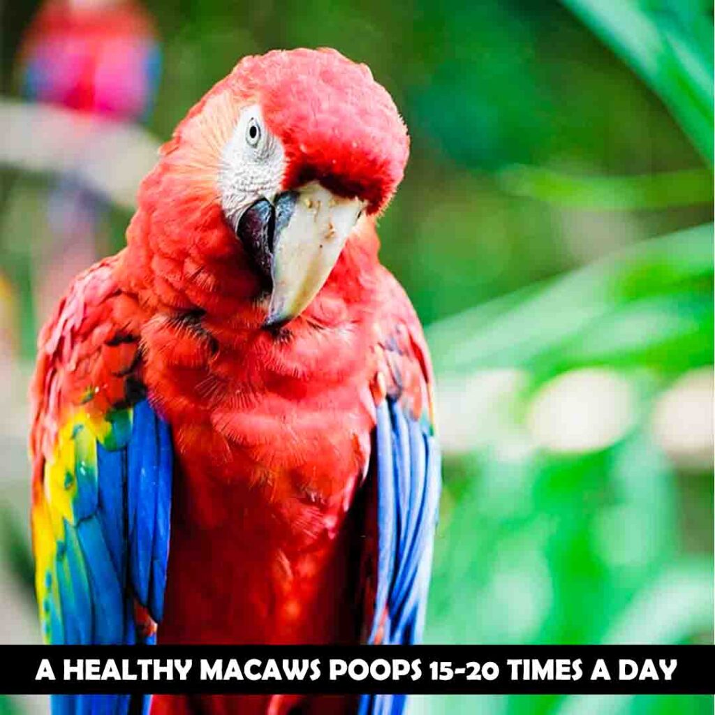Why do macaws poop