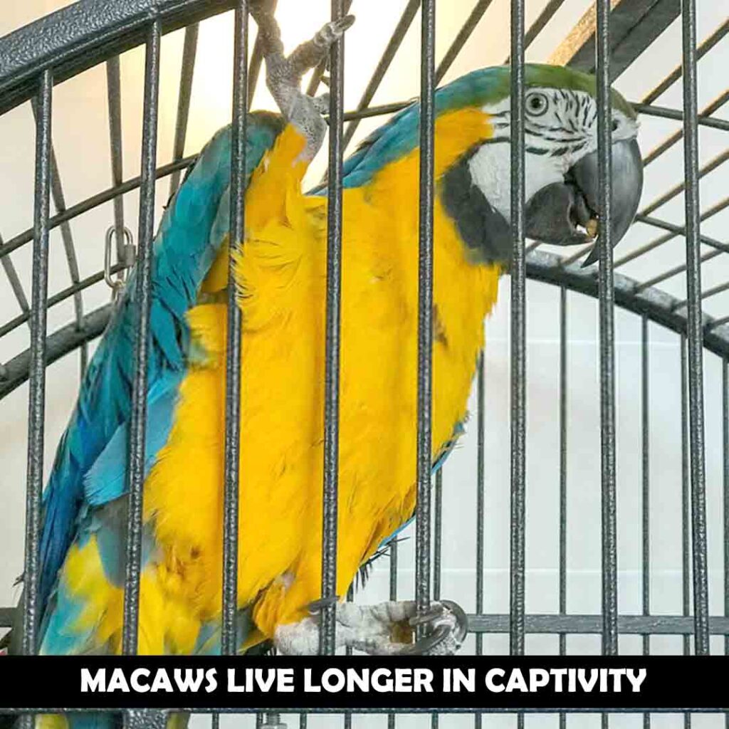 Why do they live long in captivity