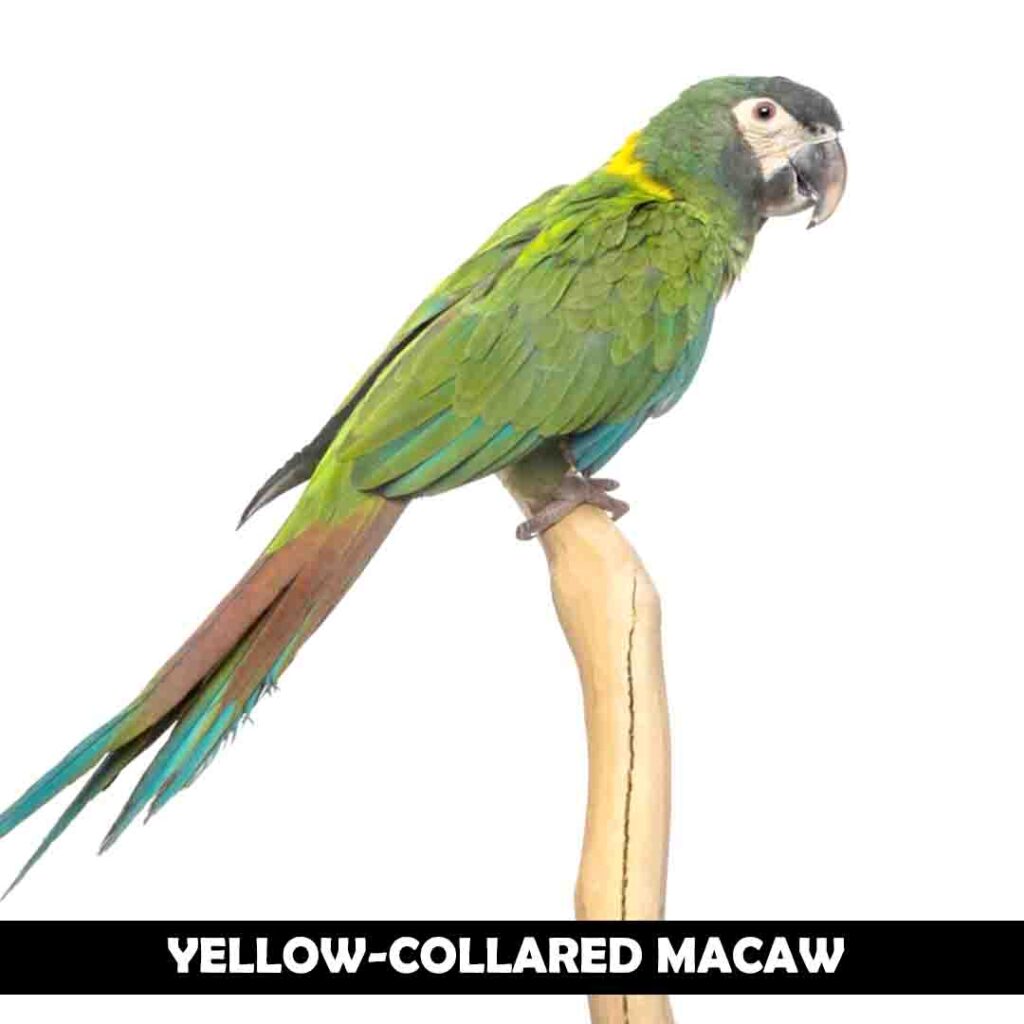 Yellow-collared macaw