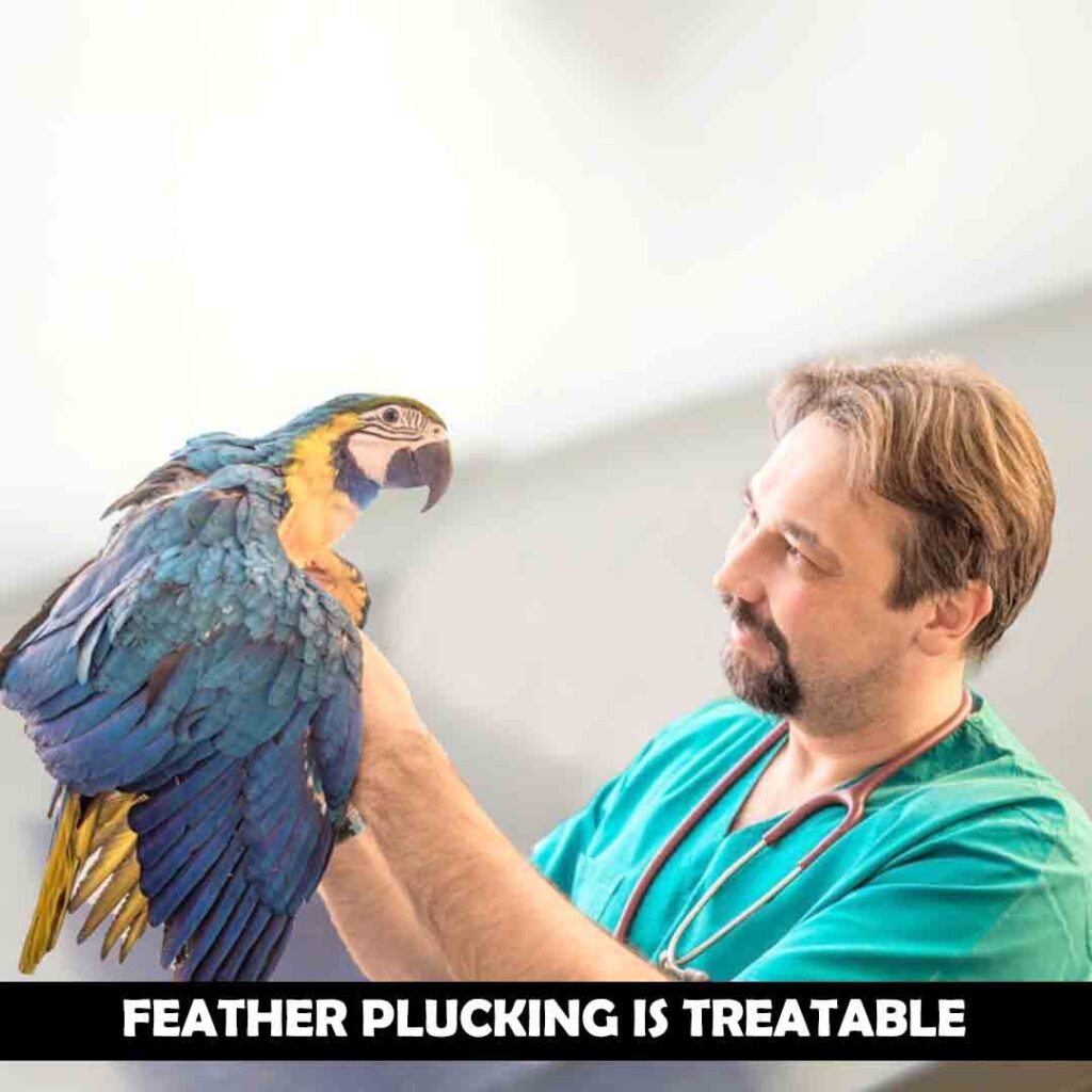 control feather plucking in macaws caused by injuries and diseases