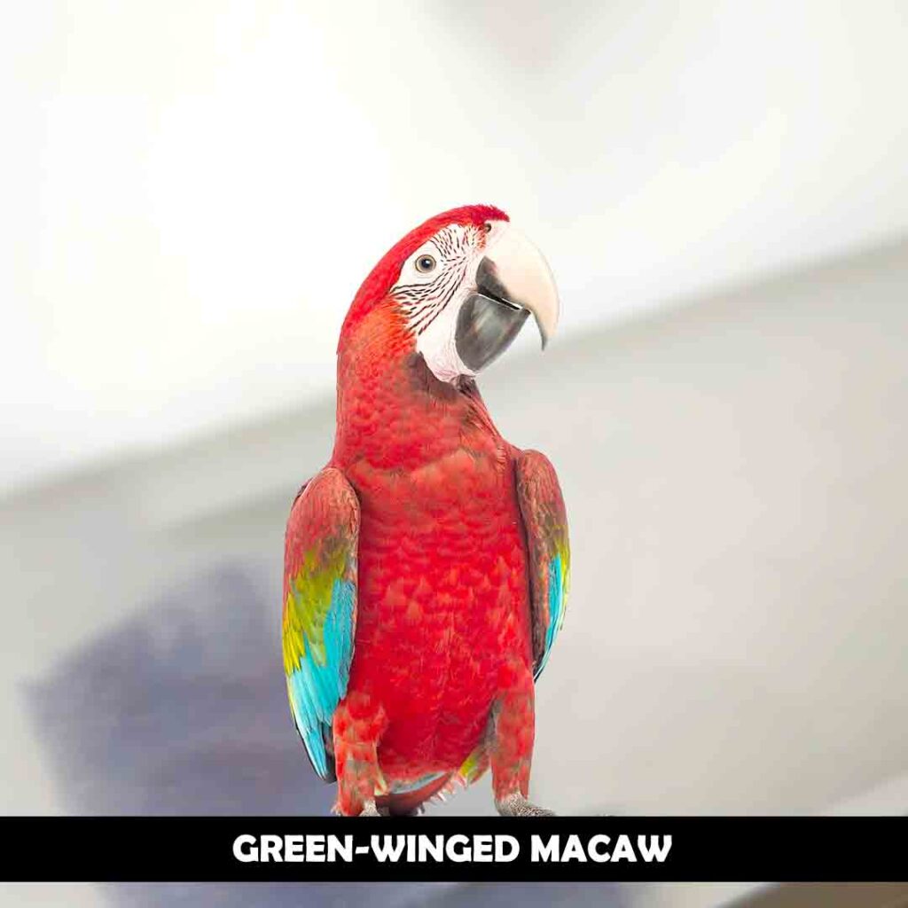 green-Winged Macaw