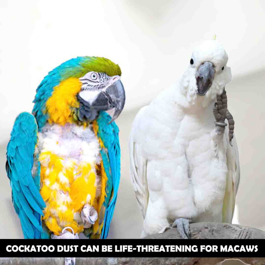 health of the macaw & cockatoos