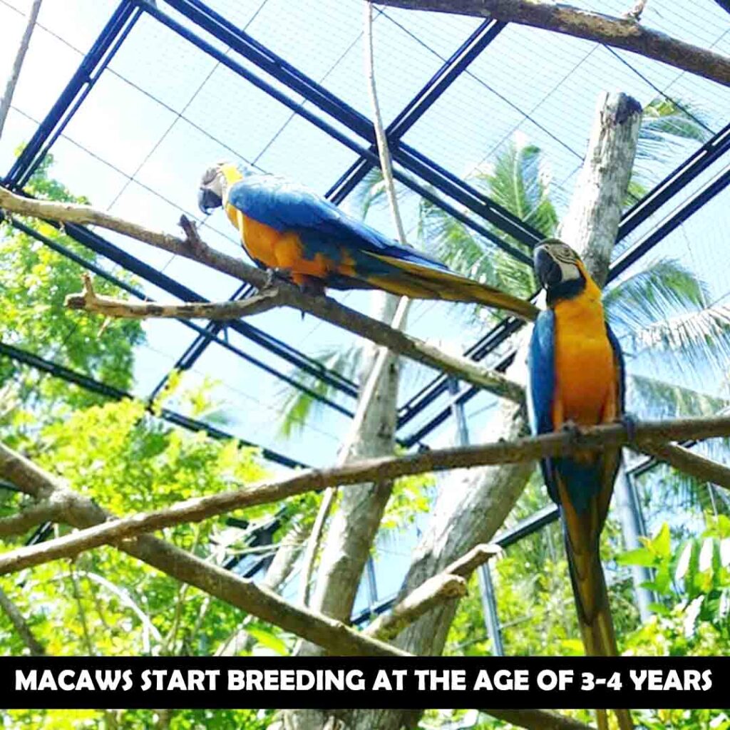 At What Age Do Macaws Stop Growing And Start Breeding?
