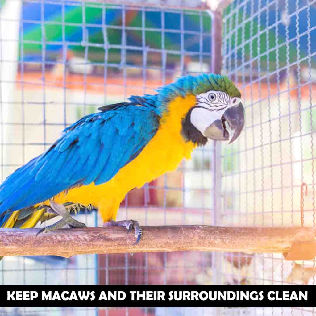 macaws Hypoallergenic solutions