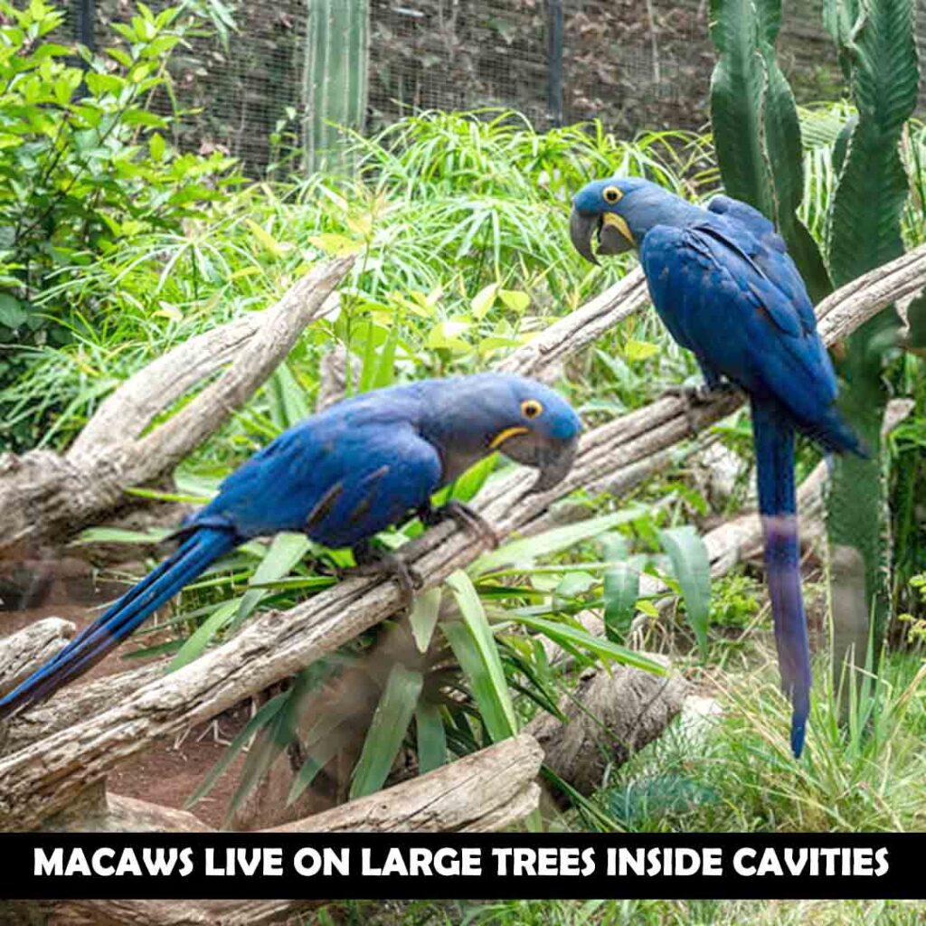 macaws live on large trees.