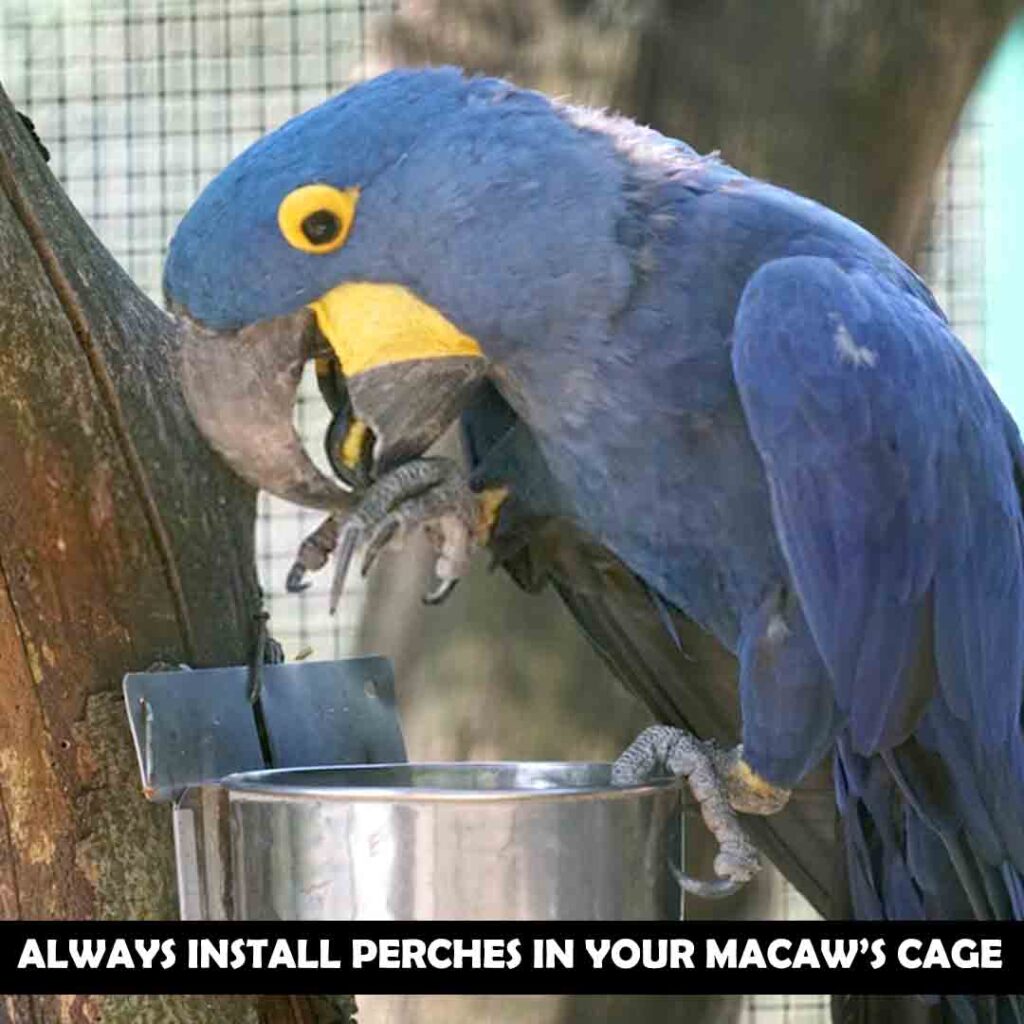 perches in the cage necessary for macaws