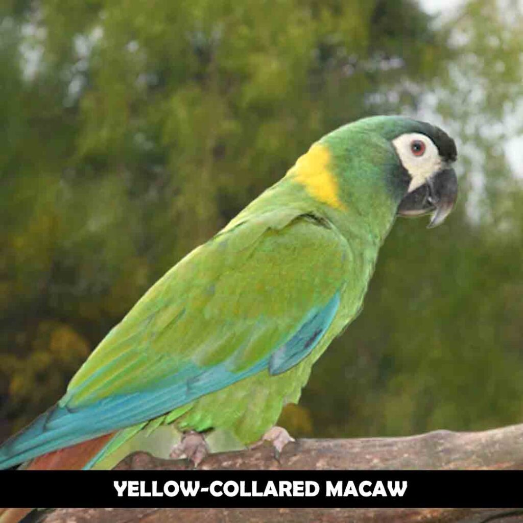 ellow-Collared Macaw