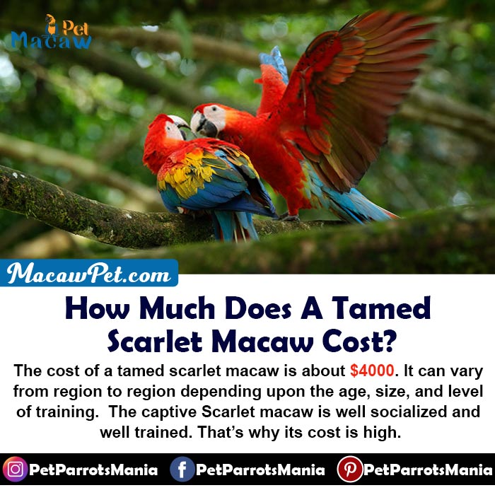 How Much Does A Tamed Scarlet Macaw Cost?