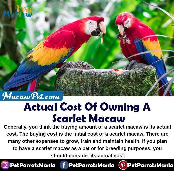 Actual Cost Of Owning A Scarlet Macaw
