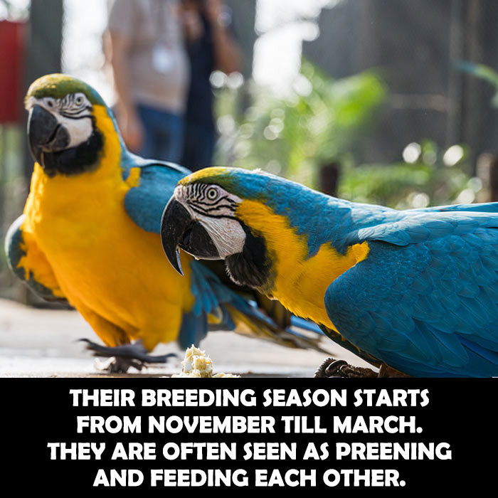 Breeding Behavior of Blue and Gold Macaw