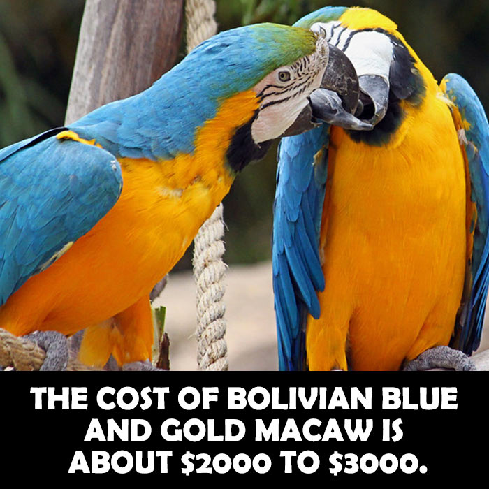 Cost of Bolivian Blue and Gold Macaw