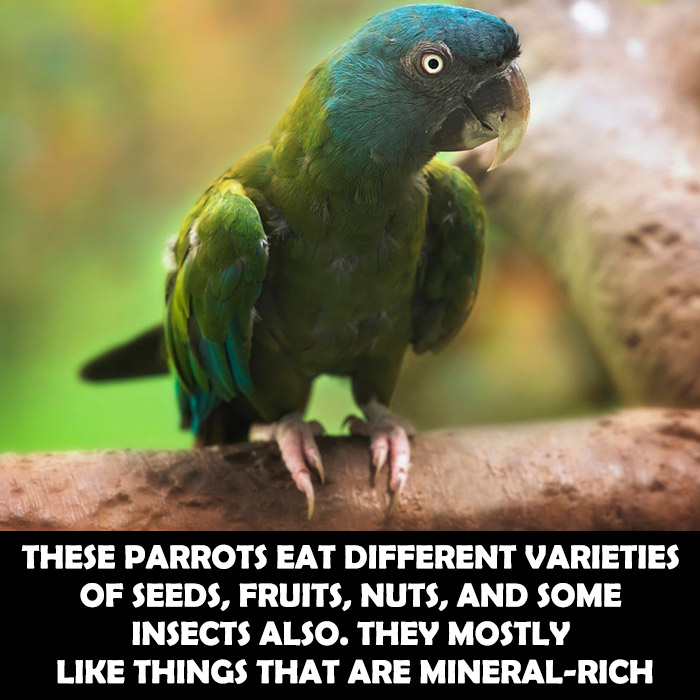 Foods of blue headed macaw