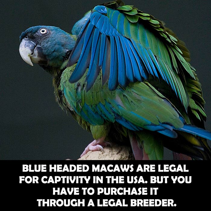 How Much Blue Headed Macaw