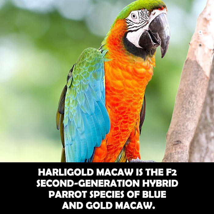 Blue And Gold Macaw Hybrid Species