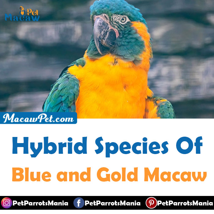 Hybrid species of Blue and Gold Macaw