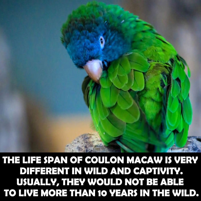 LifeSpan of Blue Headed Macaw