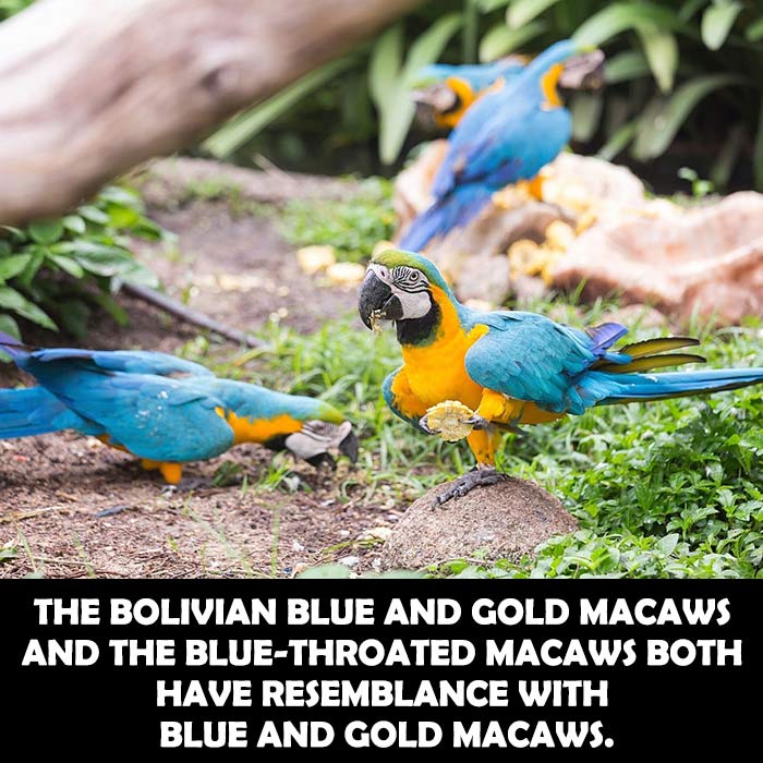 Other Similar Species of Blue and Gold Macaw