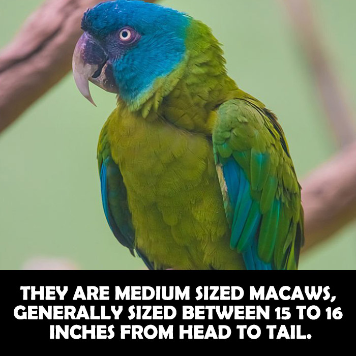 Size of a Blue Headed Macaw