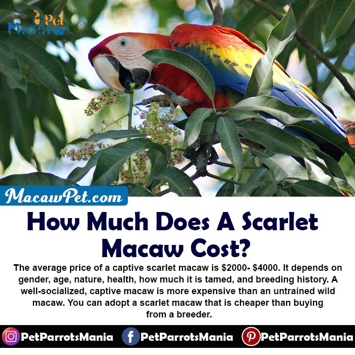 How Much Does A Scarlet Macaw Cost