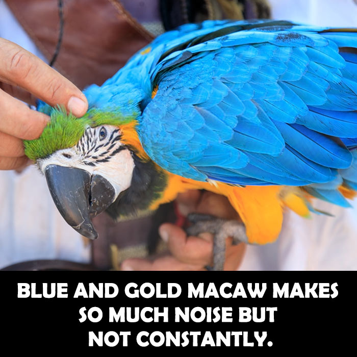 Vocals of Blue and Gold Macaw