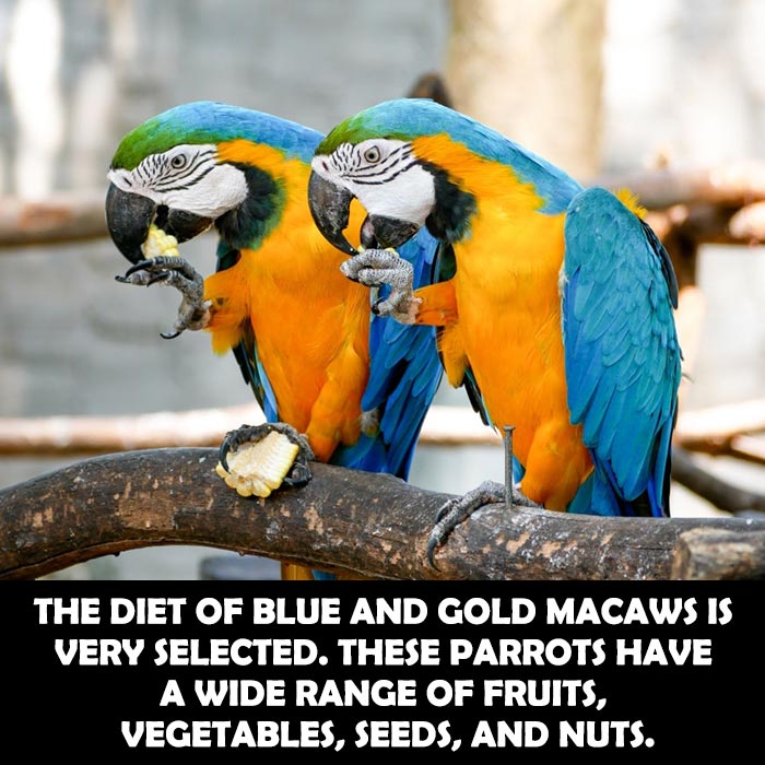 What Does Blue and Gold Macaw Eat