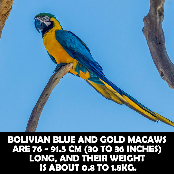 What do Bolivian Blue and Gold Macaws look like