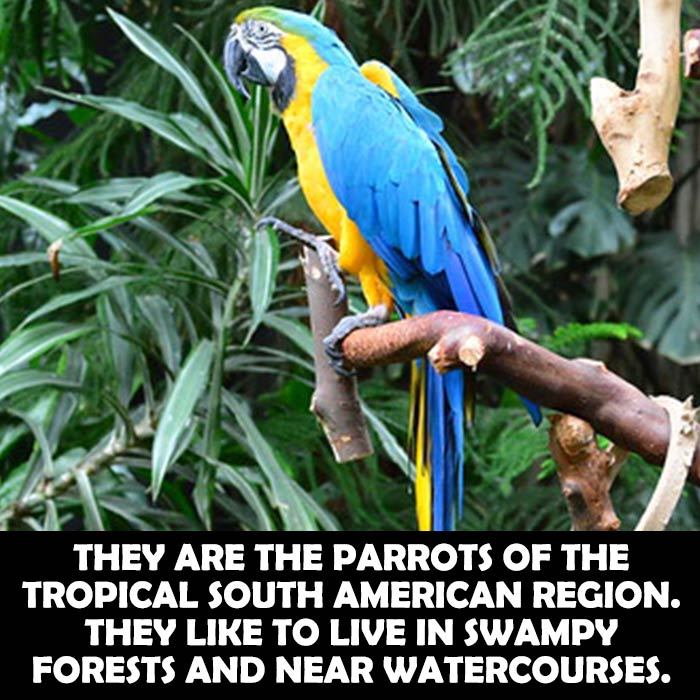Where Do Bolivian Blue and Gold Macaws live